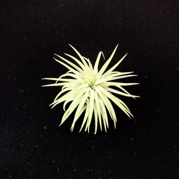 Ionantha