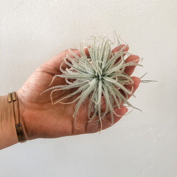Tectorum Ecuador