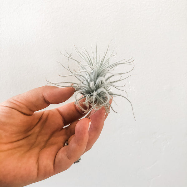 Tectorum Ecuador