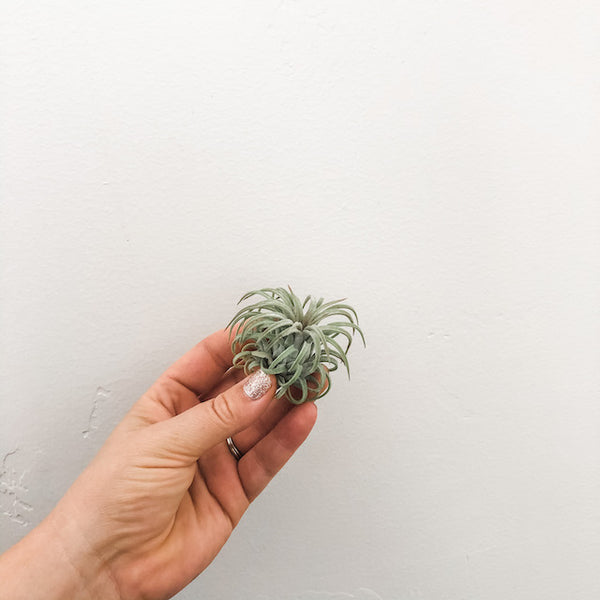 Ionantha Rubra