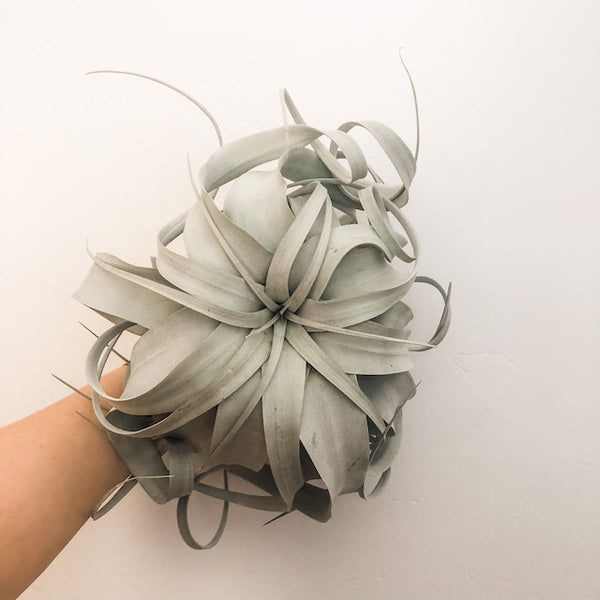 Xerographica aka My Favorite Air Plant