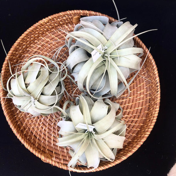 Xerographica aka My Favorite Air Plant