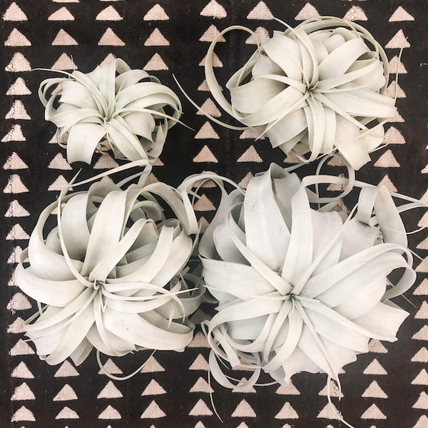 Xerographica aka My Favorite Air Plant