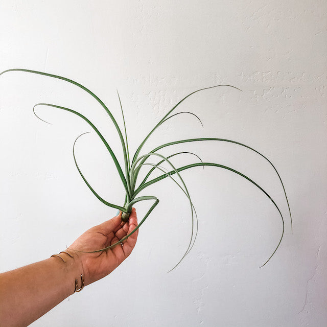 balbisiana air plant Balbisiana