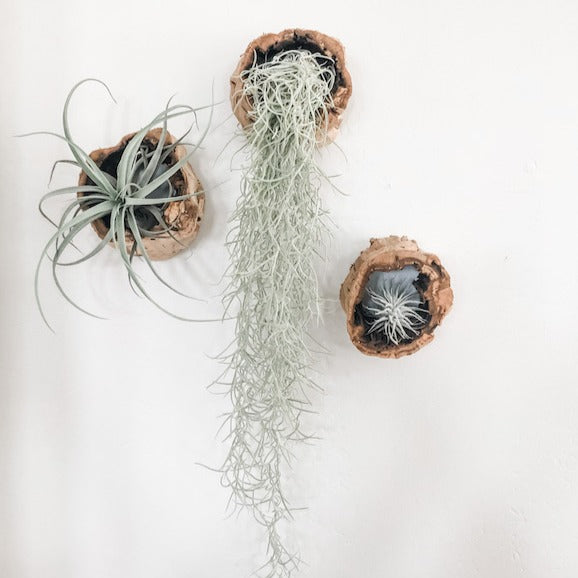 Hollow Grapevine Wood Trunks