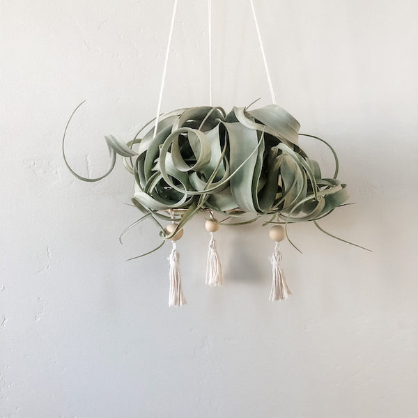 Xerographica aka My Favorite Air Plant