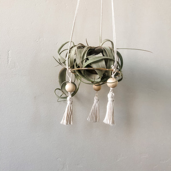 Xerographica aka My Favorite Air Plant