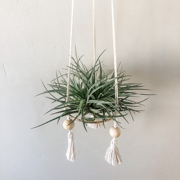 Purple Stricta Clump