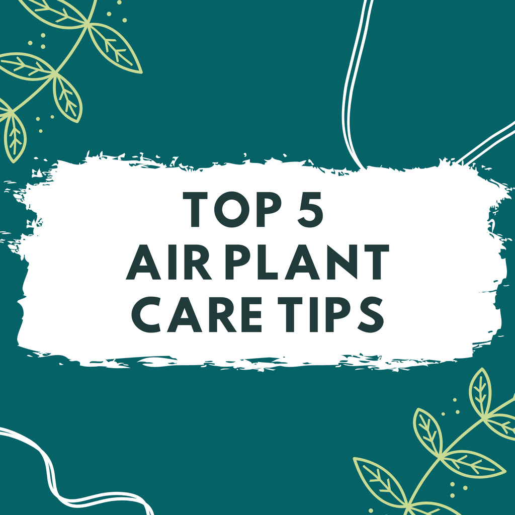 Top 5 Air Plant Care Tips