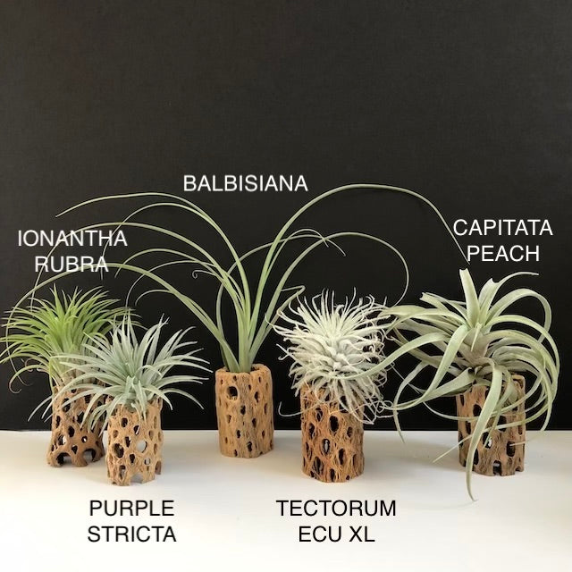 cholla wood air plant Cholla Wood Air Plant Holder – The Artie Party