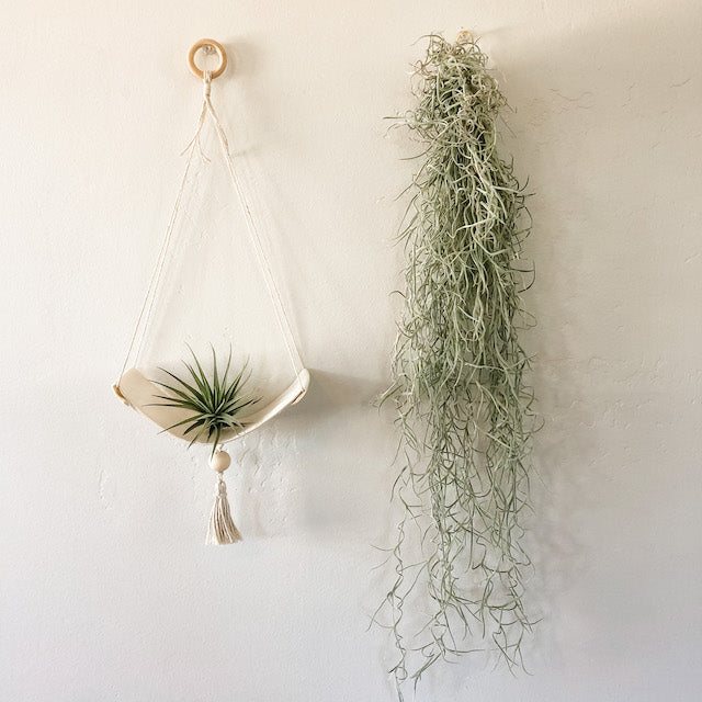 Hanging Moss – The Artie Party
