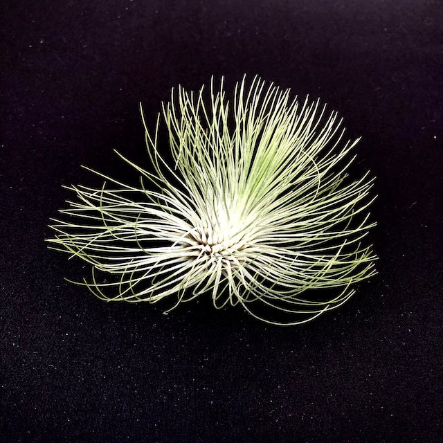 andreana air plant Andreana – The Artie Party