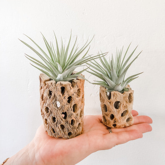 air plant wood holder Cholla Wood Air Plant Holder