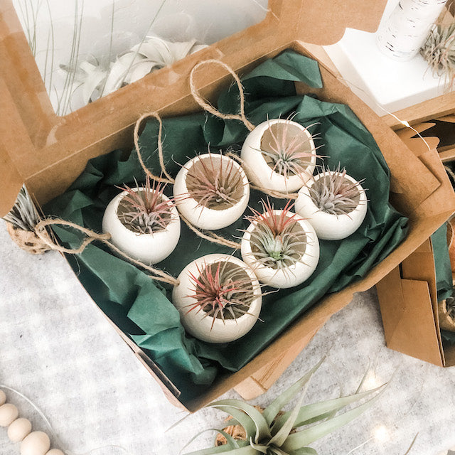 air plant favors Air Plant Bell Cup Holiday Ornaments- Natural – The Artie Party
