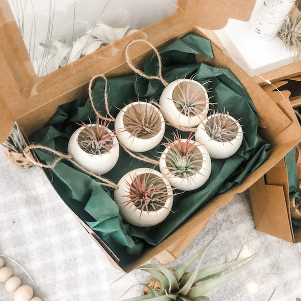 Air Plant Bell Cup Holiday Ornaments- Natural
