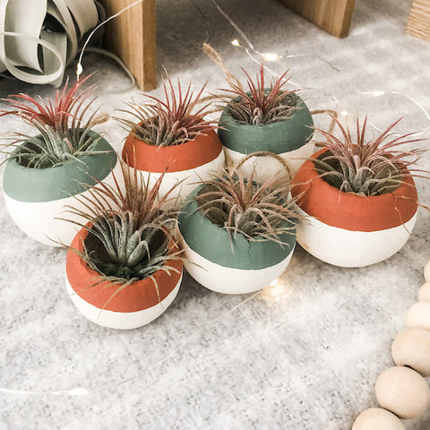 Air Plant Bell Cup Holiday Ornaments- Red & Green