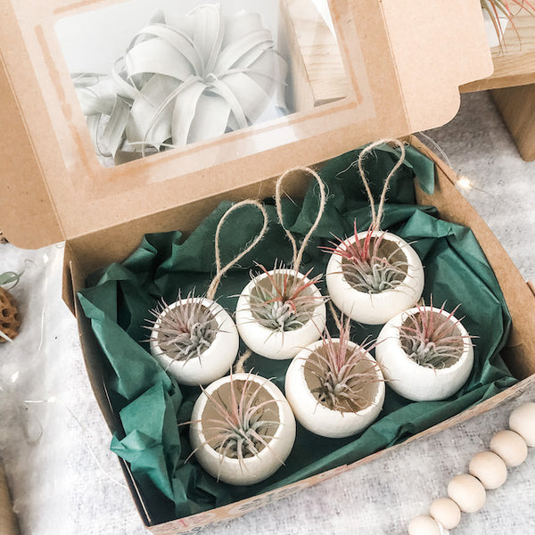Air Plant Bell Cup Holiday Ornaments- Natural