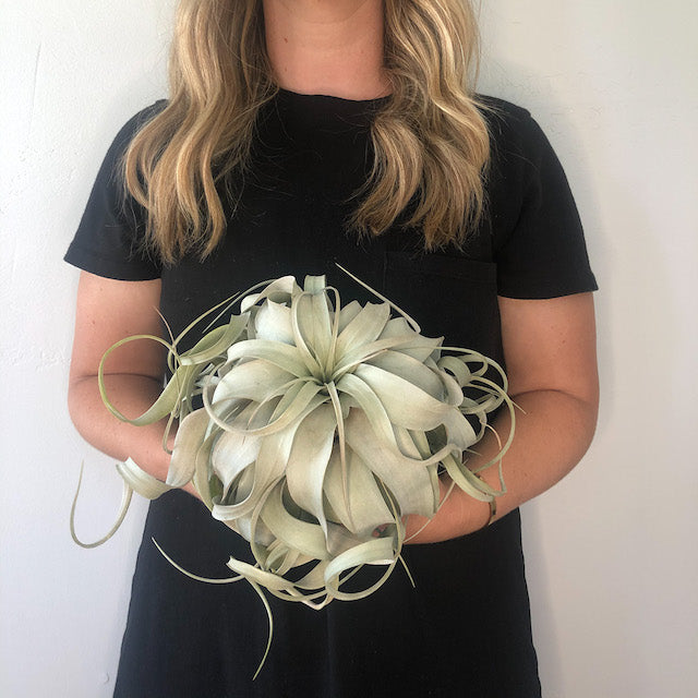 queen air plant Xerographica aka My Favorite Air Plant – The Artie Party