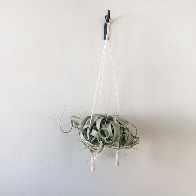 air plant hoop Hanging Gold Hoop Air Plant Throne, Medium – The Artie Party