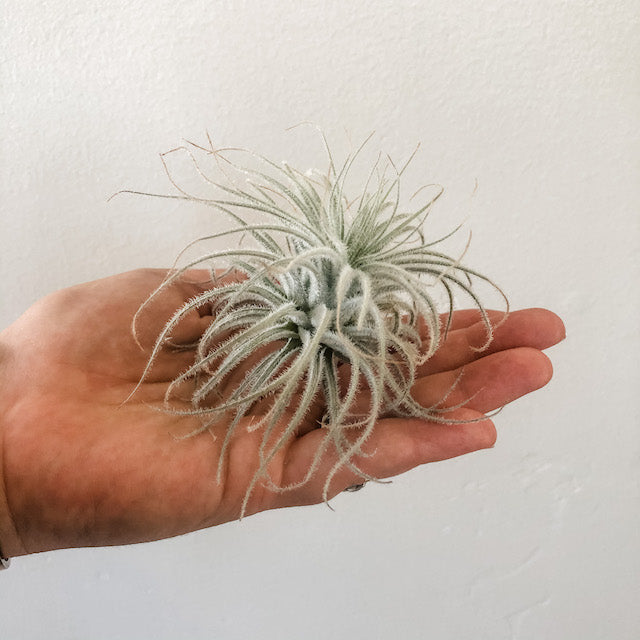 tectorum ecuador air plant Tectorum Ecuador – The Artie Party